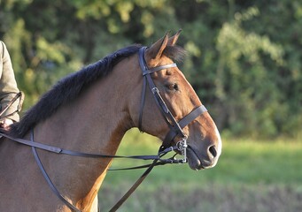 The head of a bay horse wearing a bridle and a standing martingale.