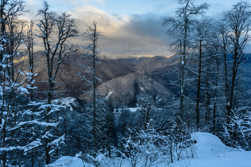 A breathtaking view of a winter forest with snow-covered trees and distant mountain ranges