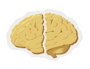 High quality photo of illustration of a human brain isolated on transparent background.