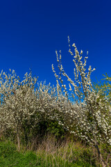 Fototapeta premium Blossom and Blue Sky Vale of Evesham Worectershire England UK