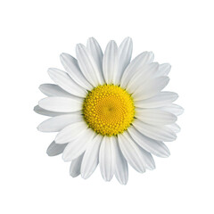 Close-Up of a Single White Daisy Flower with Yellow Center on a Transparent Background, Ideal for Textile Design and Branding Elements. Perfect for