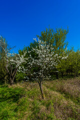Fototapeta premium Blossom and Blue Sky Vale of Evesham Worectershire England UK