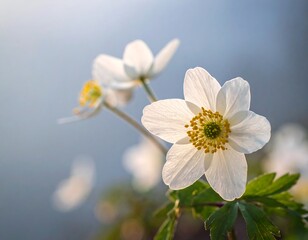 Close-up of delicate white flowers