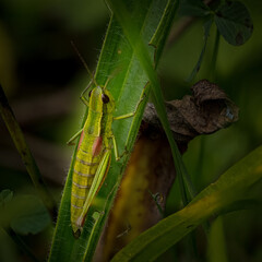 Common Green Grasshopper(Pseudochorthippus parallelus)