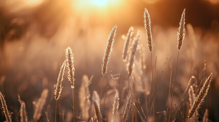 Golden Sunlight Illuminates Dry Grass Heads In A Serene Field At Sunset, Creating A Peaceful And Warm Natural Ambiance.