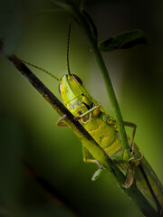 Common Green Grasshopper(Pseudochorthippus parallelus)