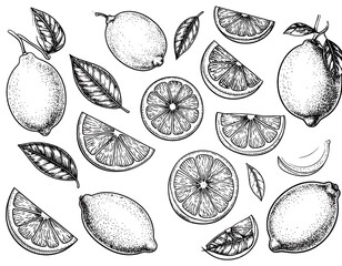 Hand-drawn graphic of citrus fruits and leaves
