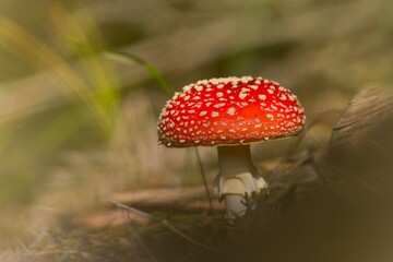 Artistic photo of a fly agaric. A fly amanita in the nature habitat. Amanita muscaria 