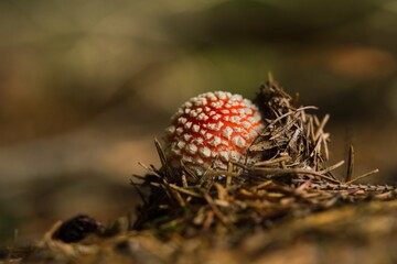 Artistic photo of a fly agaric. A fly amanita in the nature habitat. Amanita muscaria 