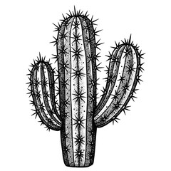 Illustrated Cactus with Sharp Spines in Black and White