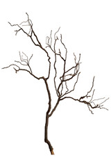 Bare branch without leaves or root on isolated background. Dry tree in winter or during drought.