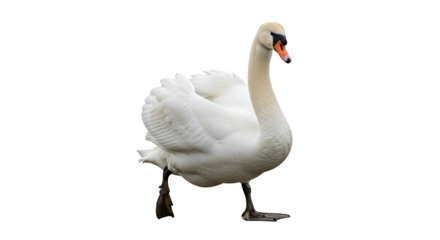 Mute swan walking isolated PNG with Transparent Background