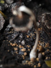 close up of mushroom seedling growing in soil with blurred background.