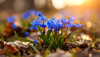 Spring blue flowers in sunlight