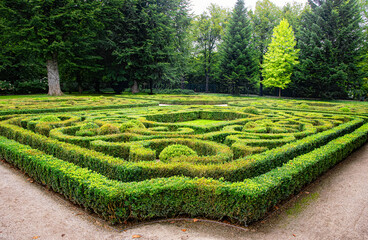 Trimmed boxwood bushes in an old garden	