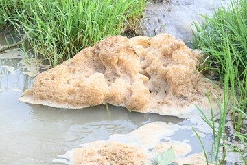 Murky foam mass floating on a small stream of water. Stream of water flowing among green grass. This foam is created by fast flow of water. polluted water.