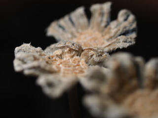 close up of mushroom seedling growing in soil with blurred background.