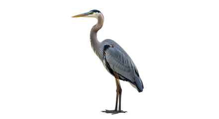 Great blue heron standing tall isolated PNG with Transparent Background