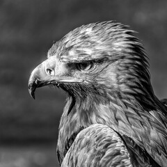 Black and white eagle head - Testa di aquila in bianco e nero