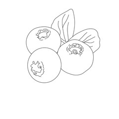 Blueberry  minimalism illustration of an background art 