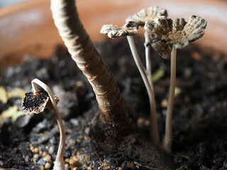 close up of mushroom seedling growing in soil with blurred background.