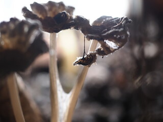 close up of mushroom seedling growing in soil with blurred background.