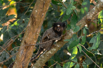 Little monkey's in the National Park Horto Florestal.