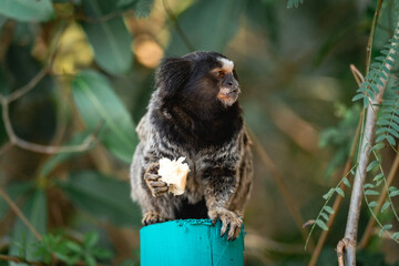 Little monkey eating a piece of banana. National park Horto Florestal.