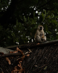 Vervet monkey sitting on a thatched roof while holding a baby in Tanzania.