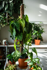 Philodendron Splendid plant support homemade sphagnum moss pole, coconut fiber and plastic fine-mesh garden netting at home. Growth of climbing houseplants with sturdy supports and ties in flower pots © DimaBerlin