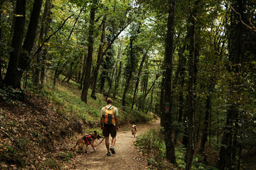 Obraz premium Man hiking with backpack and two dogs on forest trail in Fruska Gora National Park, Serbia. Rear view. Scenic woodland path surrounded by tall green trees and nature. Hiking with pets concept