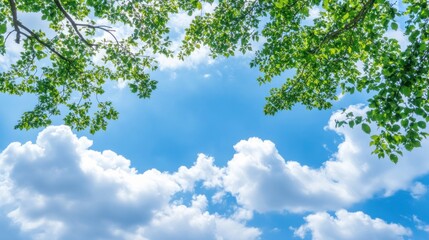 Obraz premium Green tree branches against blue sky and white clouds