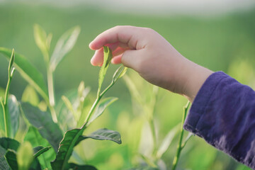 Child gently touching green leaves in a sunny outdoor setting.
