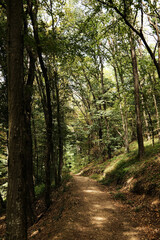 Obraz premium Forest trail in Fruska Gora National Park, Serbia. Peaceful hiking path surrounded by tall green trees and nature