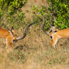 Two Male Impalas (Aepyceros melampus) Fighting in the African savannah at Olpejeta Conservancy Kenya 