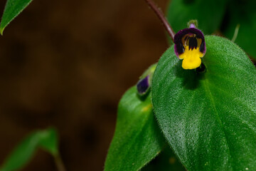 Microchirita Simia or Yad Vanorn Pak or Monkey face dewdrop or Monkey faced flower.