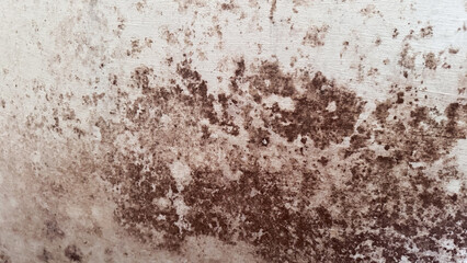  Detailed texture of mold and damp stains on plaster wall. Brown patches spread across rough surface, showing fungal infestation, water damage, and poor indoor conditions in old construction.
