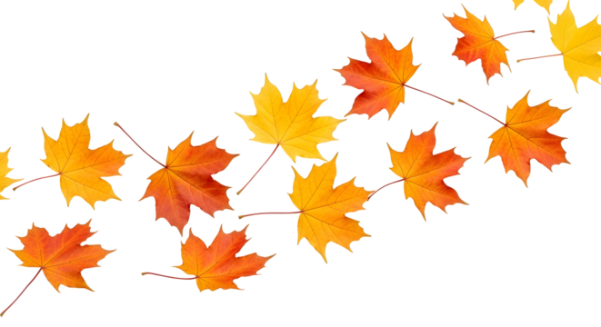 Autumn maple leaves in a swirling pattern, creating a vibrant display of seasonal colors on a clean white background