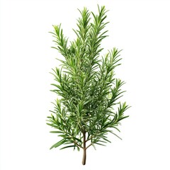 Fresh Rosemary Sprig - Aromatic Herb for Cooking , isolated on white background png