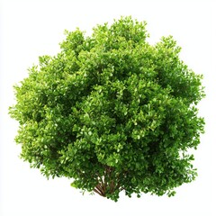 Obraz premium Dense Lush Green Bush , isolated on white background png