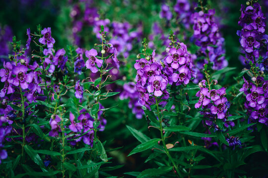 Purple Willowleaf angelonia or Willowleaf angelon blooming in garden. flower concept