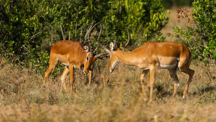 Two Male Impalas (Aepyceros melampus)  Fighting in the African savannah at Olpejeta Conservancy Kenya 