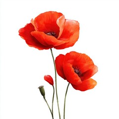 Naklejka premium Stunning Red Poppy Blossoms , isolated on white background png