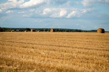Fototapeta premium Round hay bales on a mowed field under a cloudy blue sky