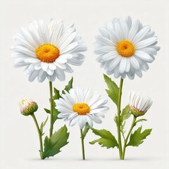 Fototapeta premium Delicate Daisies: A Floral Masterpiece , isolated on white background png