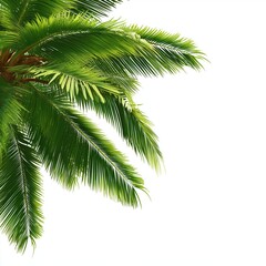 Fototapeta premium Tropical Palm Leaves - Lush Green Foliage , isolated on white background png