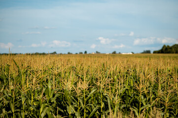 Green corn field with tall maize plants stretching to the horizon under a clear deep blue summer sky