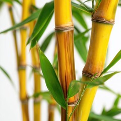 Fototapeta premium Close-up of Golden Bamboo Plant , isolated on white background png