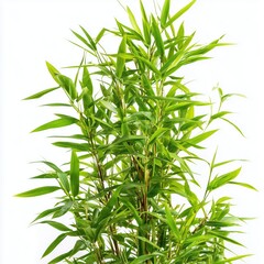 Stunning Lush Bamboo Plant , isolated on white background png