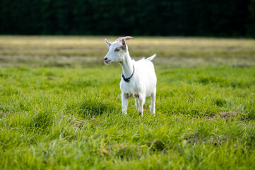 Obraz premium Young baby goat grazing on a fresh green meadow in summer countryside landscape with natural rural farming scene